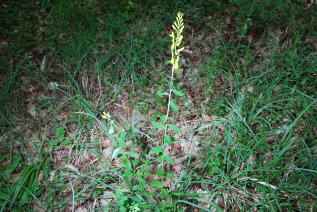 Leguminosa - Genista tinctoria